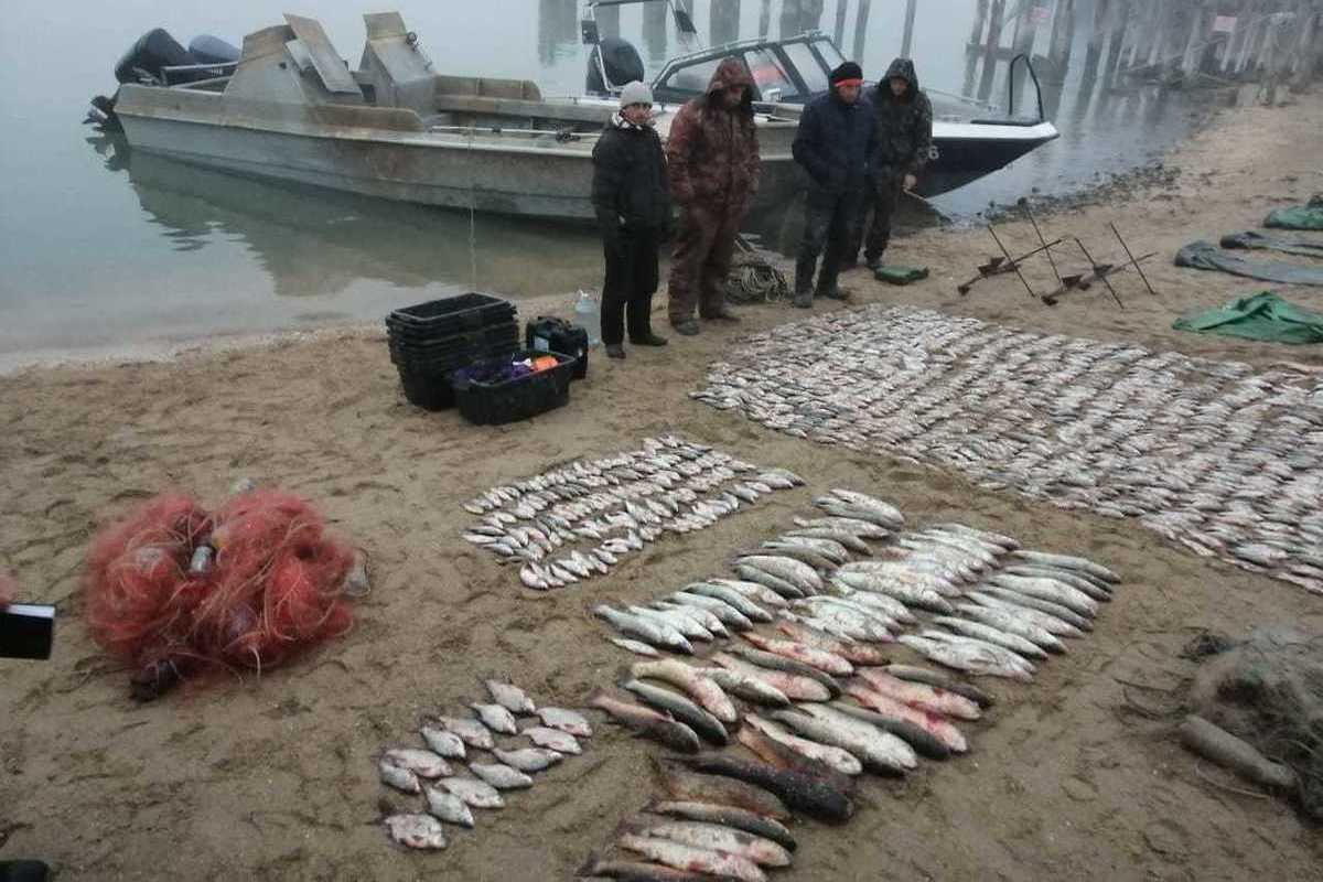 Прокуратура Лысогорского района разъясняет: Уголовная ответственность  за незаконную добычу (вылов) водных биологических ресурсов.