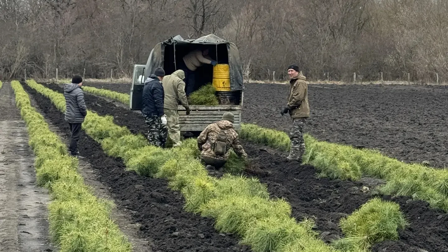 В Лысогорском районе началась весенняя посадка леса.
