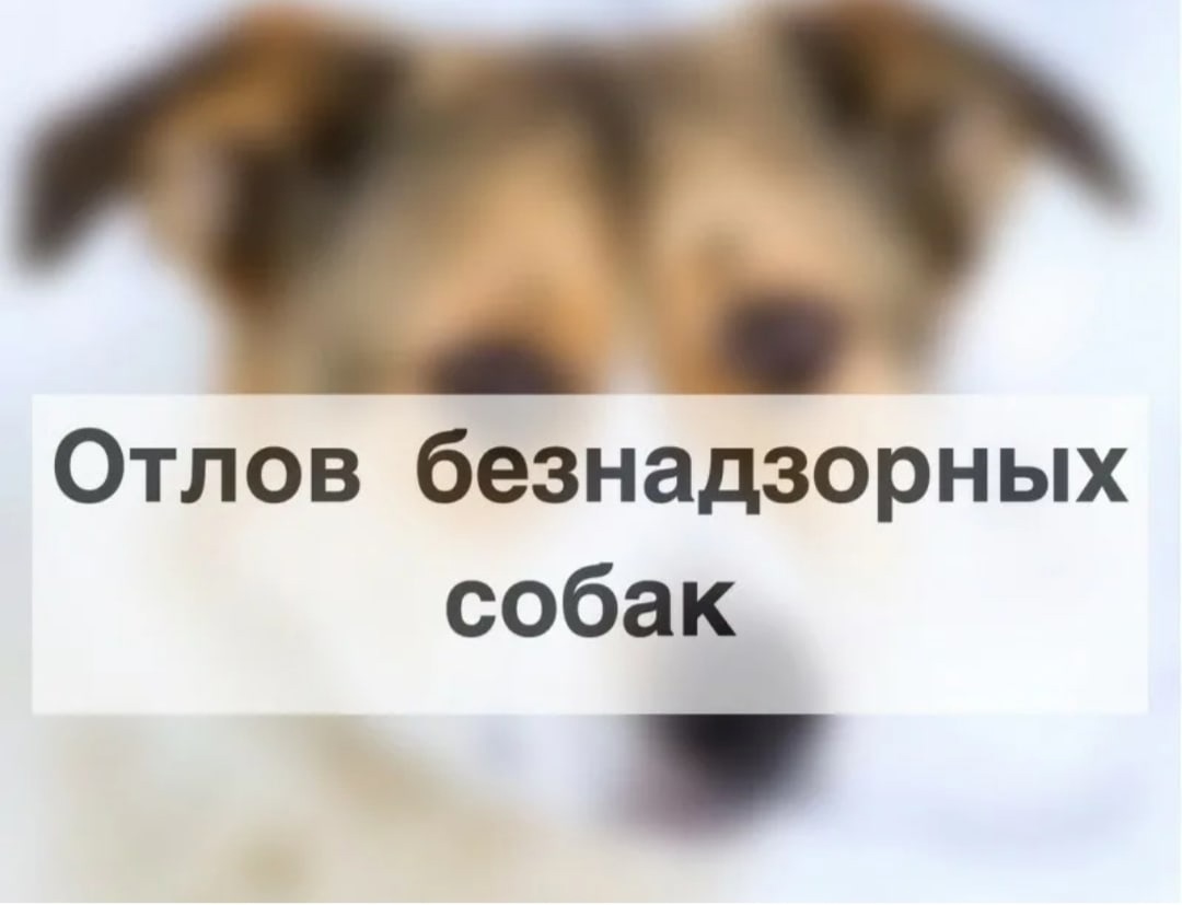 Внимание, отлов безнадзорных собак!.