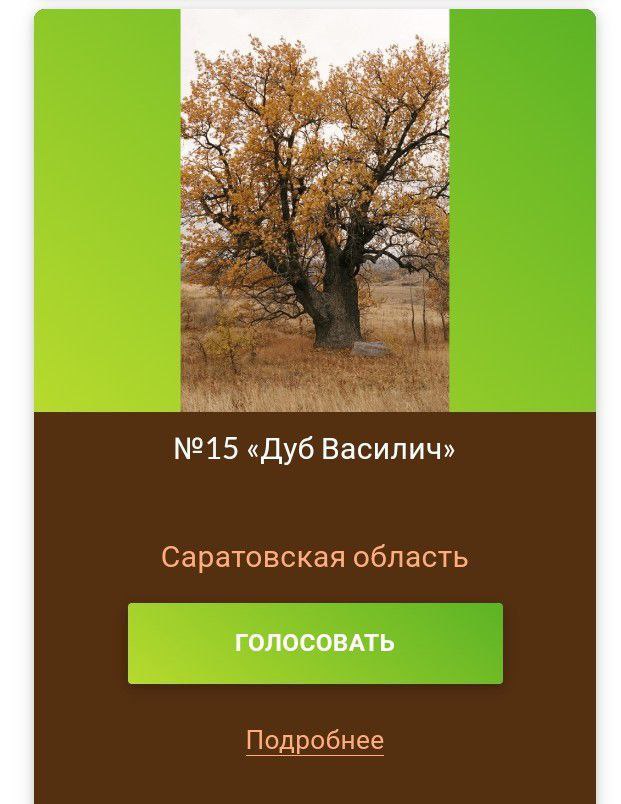 Голосуем за дуб из Широкого Карамыша.
