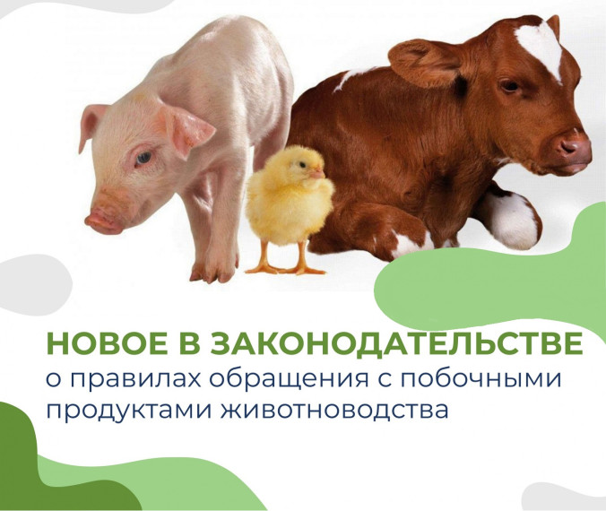 Россельхознадзор информирует о направлении уведомления о побочных продуктах животноводства. Россельхознадзор информирует о направлении уведомления о побочных продуктах животноводства.